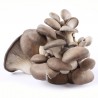 Funghi Pleurotus Balletta da 20 Kg
