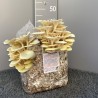 Funghi Cornucopia ( Galletti ) Balletta da 20 Kg